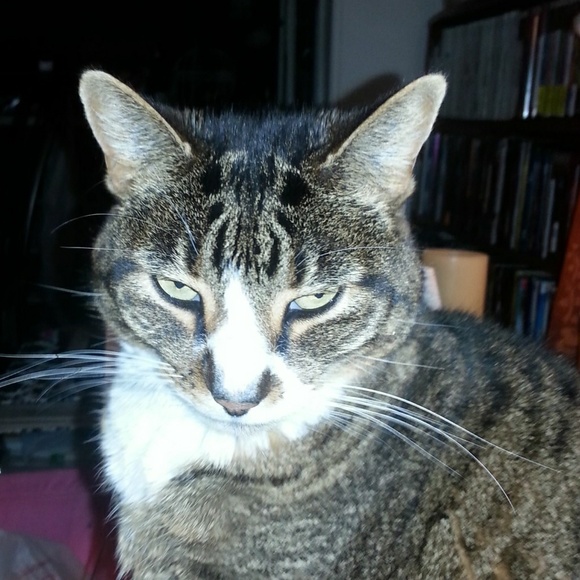 Meet your Posher, Lola - Picture 3 of 3